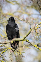 common raven