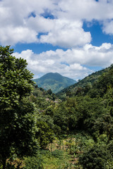 Obraz na płótnie Canvas Blue mountains in der Karibik auf Jamaika 