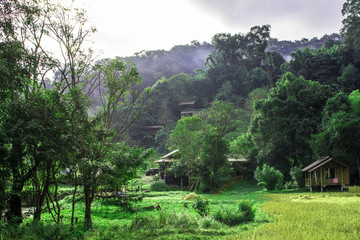 Fototapeta na wymiar The village green forest and beautiful nature