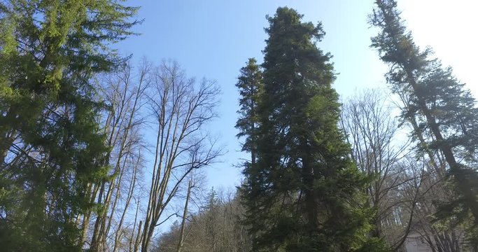 Bosco, ripresa panoramica a 360 gradi - Alberi e foglie