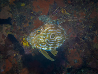John Dory fish (Peixe Galo) at Berlengas Island