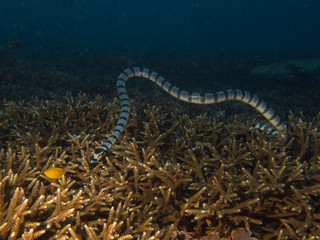 Coral snake at Gili Island