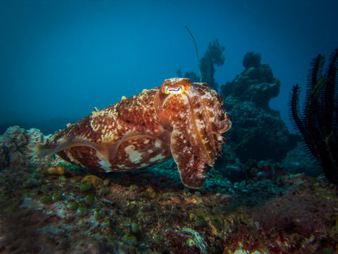 Cutle fish at Gili Island