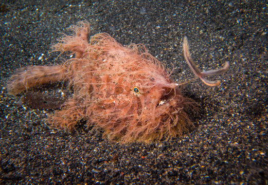 Hairy Frogfish at Lembeh strait (North Sulawesi)