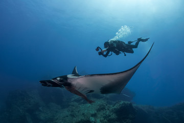 Giant manta followed by the diver