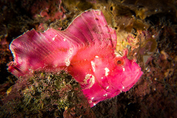 Diving in Reunion islands from the shore