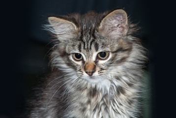 portrait of green eyes funny cat