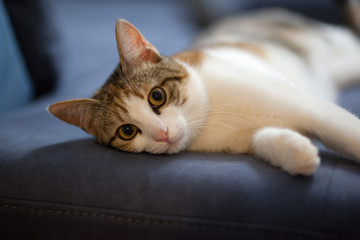 cat playing inside house