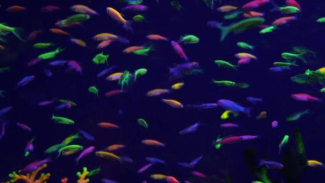 Lots of small bright neon fish in the aquarium