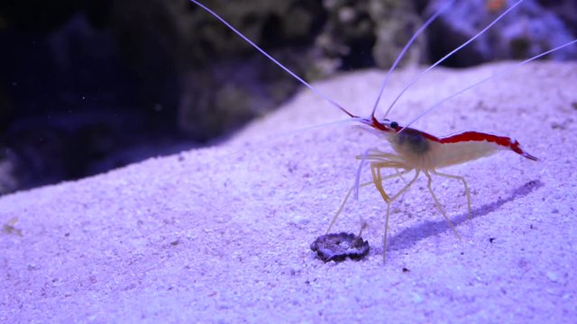 Shrimp walking in the aquarium
