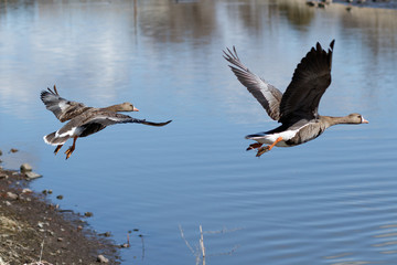 Greater White-fronted Geese taking off