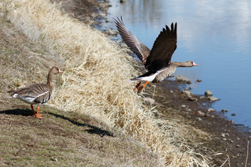 Greater White-fronted Geese taking off