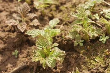 young shoot on raspberries