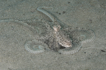 Lilliput longarm octopus (Macrotritopus defilippi)