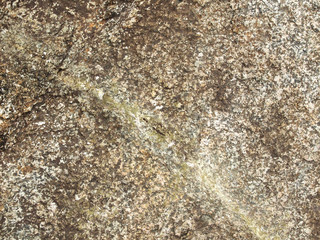 Tree bark texture
