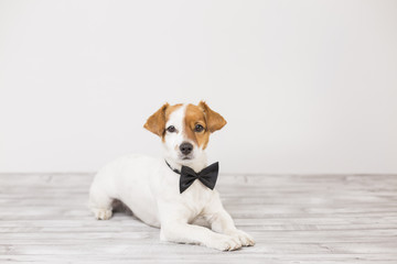 cute young small white dog wearing a black bowtie. Sitting on the floor and looking at the camera.Home and lifestyle, Pets indoors