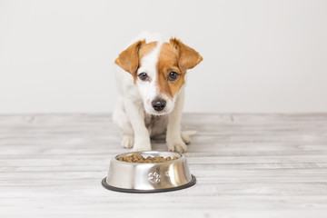 cute small dog sitting and waiting to eat his bowl of dog food. Pets indoors. Concept