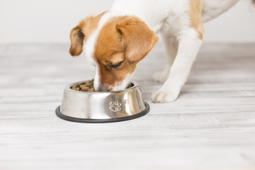 cute small dog sitting and eating his bowl of dog food. Pets indoors. Concept