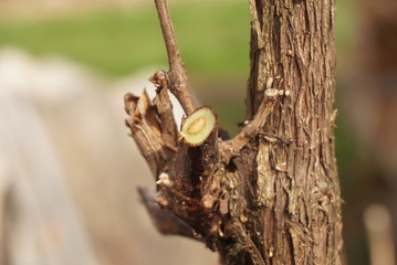 cutting branches in vineyard in spring 