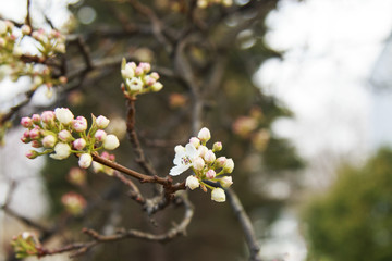 Flowering Pear tree blossoming and buds in the spring on a sunny day.