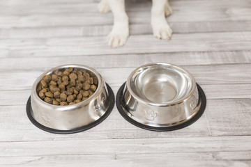 cute small dog sitting and waiting to eat his bowl of dog food. Pets indoors. Concept