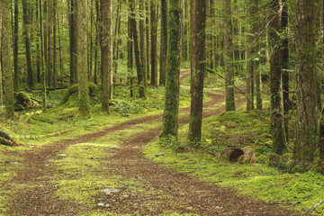 An old forest road winding through the trees.