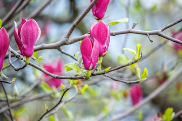 crimson flowers of Tulip Solange on branches