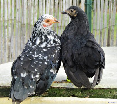 Poules hens serama noires et blanches