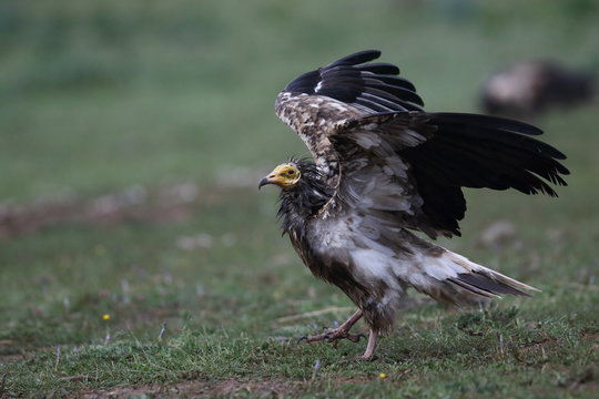 Egyptian vulture in to the steppe