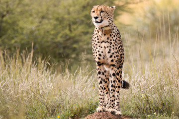 Female Cheetah scanning the world around to locate prey 
