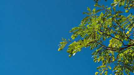 Green Tree Blue Sky Background