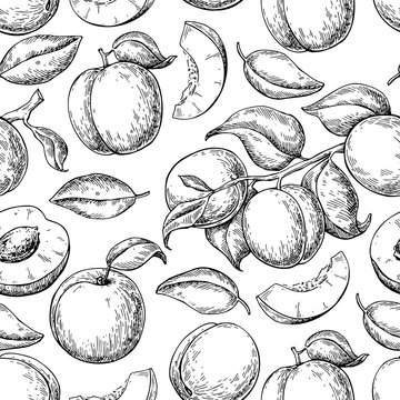 Apricot seamless pattern. Vector drawing. Hand drawn fruit