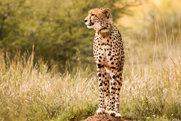 Female cheetah looking around for possible prey to hunt