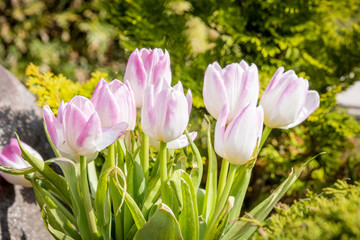 Pink tulips in a green garden in April
