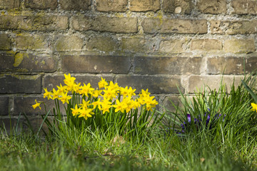 Flowerbed with yellow daffodils