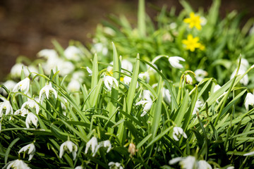 Many snowdrop flowers in a garden in April