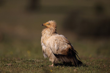 Egyptian vulture in to the steppe