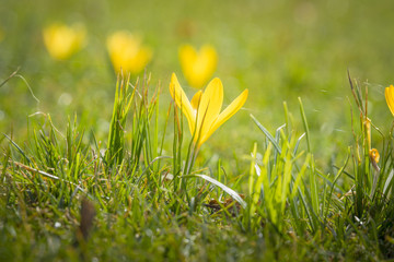 Yellow crocus flower blooming in the mornig sun