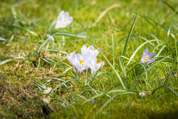 White crocus flowers in the spring sun