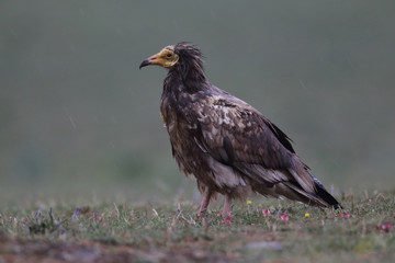 Egyptian vulture in to the steppe