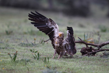 Egyptian vulture in to the steppe