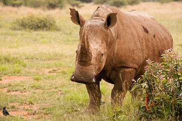 Fototapeta premium White Rhinoceros mother alert to activity in the area