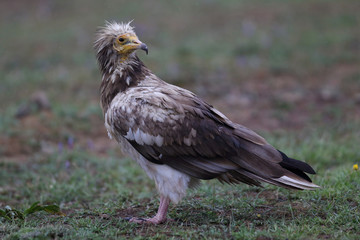 Egyptian vulture in to the steppe