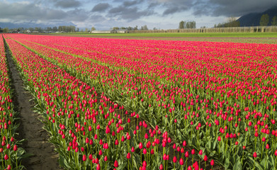 Fototapeta na wymiar Rows of tulips in an open field