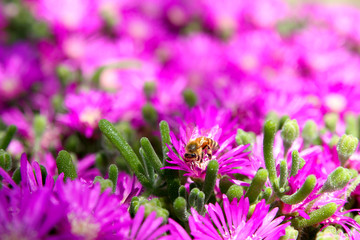 Bee Close-up on Pink Ice Plant Flowers in California