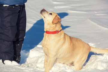 A man with a Labrador retriever dog walks through a field covered with snow in winter