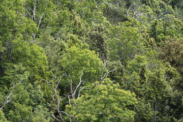 Sweet chestnut and juniper trees covering a hillside.