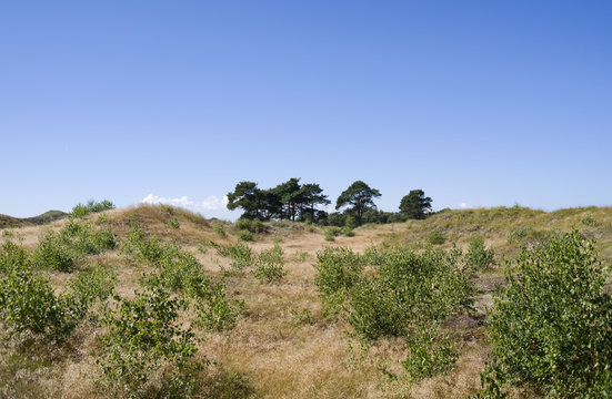 Laesoe / Denmark: Picturesque dune landscape in Klitplantage nature reserve