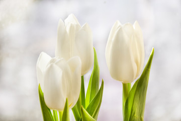 White tulips over blur background. Tender flowers closeup.