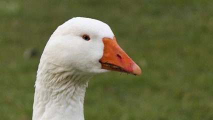 Portret of white goose